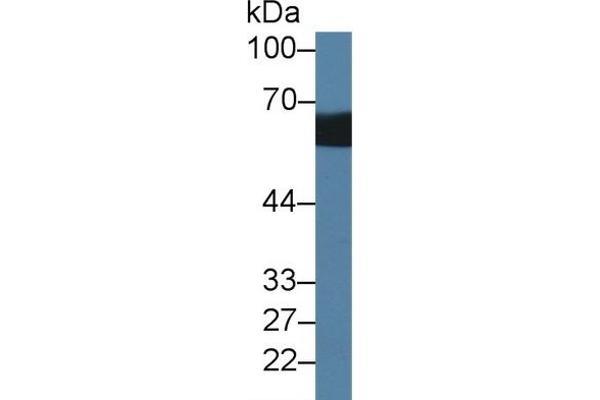 IL1R1 antibody  (AA 226-318)