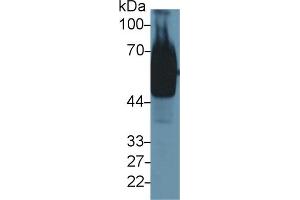 Western Blot; Sample: Mouse Stomach lysate; Primary Ab: 1µg/ml Rabbit Anti-Mouse GP73 Antibody Second Ab: 0.