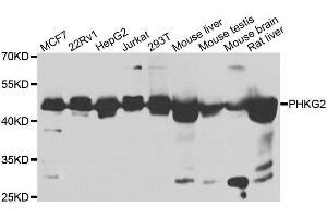 Western blot analysis of extracts of various cell lines, using PHKG2 antibody. (PHKG2 antibody  (AA 237-406))