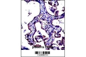 CD97 Antibody immunohistochemistry analysis in formalin fixed and paraffin embedded human placenta tissue followed by peroxidase conjugation of the secondary antibody and DAB staining. (CD97 antibody  (C-Term))