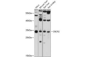 Western blot analysis of extracts of various cell lines, using DECR2 antibody (ABIN7265318) at 1:1000 dilution. (DECR2 antibody  (AA 140-240))