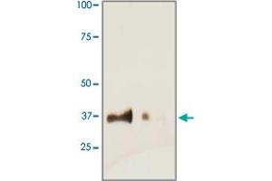 Tissue lysate from mouse heart was resolved onto 12% SDS-PAGE and transferred onto NC Membrane, then probed by TNNT2 polyclonal antibody  at 1 : 500, right lane. (Cardiac Troponin T2 antibody)