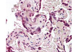 Anti-SODD / BAG4 antibody IHC of human placenta. (BAG4 antibody  (AA 349-363))
