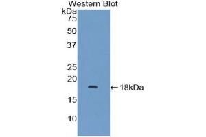 Western blot analysis of recombinant Human MAPKSP1. (MAPKSP1 antibody  (AA 1-124))