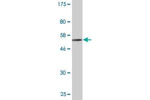 Western Blot detection against Immunogen (55. (BNIPL antibody  (AA 1-275))