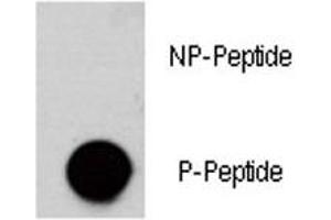 Dot Blot (DB) image for anti-V-Akt Murine Thymoma Viral Oncogene Homolog 3 (Protein Kinase B, Gamma) (AKT3) (pSer472) antibody (ABIN3029480)