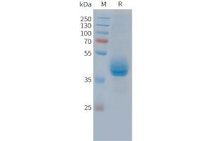 Cynomolgus CD3E Protein, hFc Tag on SDS-PAGE under reducing condition.