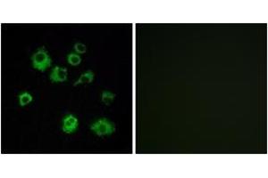 Immunofluorescence analysis of MCF7 cells, using HCRTR1 Antibody. (HCRTR1 antibody  (AA 298-347))