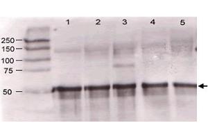 Immunoblotting of Angpt1 polyclonal antibody  was used at a 1:500 dilution to detect mouse Angptl1 by western blot against supernatants of mouse angiopoietin-expressing endothelial cells.