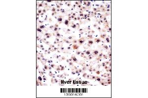 SNRPA Antibody immunohistochemistry analysis in formalin fixed and paraffin embedded human liver tissue followed by peroxidase conjugation of the secondary antibody and DAB staining. (SNRPA1 antibody  (AA 83-111))