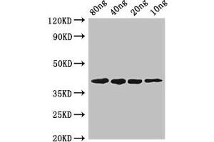 Western Blot Positive WB detected in Recombinant protein All lanes: pepF antibody at 2. (PepF (AA 1-210) antibody)