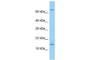 Host: Rabbit Target Name: RPL36AL Sample Type: Hela Whole Cell lysates Antibody Dilution: 1.