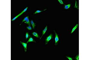 Immunofluorescent analysis of Hela cells using ABIN7146292 at dilution of 1:100 and Alexa Fluor 488-congugated AffiniPure Goat Anti-Rabbit IgG(H+L)