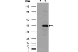 Figure 1: Western blot analysis using BHMT mouse mAb against HEK293T cells transfected with the pCMV6-ENTRY control (1) and pCMV6-ENTRY BHMT cDNA (2).
