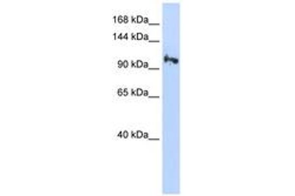 SMG5 antibody  (N-Term)