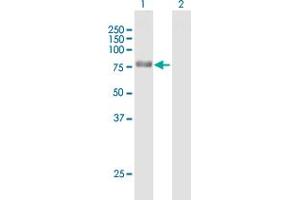 Western Blot analysis of NCDN expression in transfected 293T cell line by NCDN MaxPab polyclonal antibody.