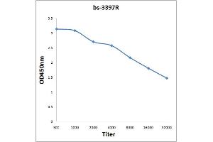 Antigen: 0. (SGK1 antibody  (pThr256))