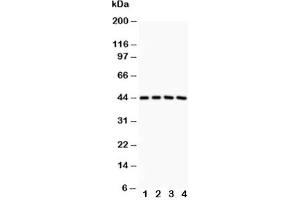 Western blot testing of SIRT3 antibody and Lane 1:  rat spleen;  2: human placenta;  3: HeLa;  4: COLO320