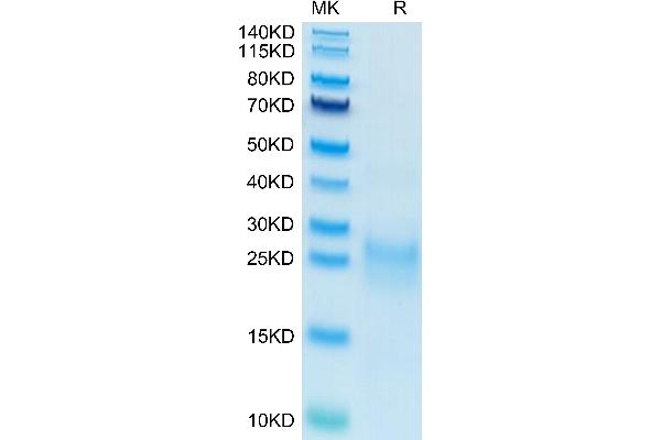VEGFC Protein (AA 103-227) (His-Avi Tag,Biotin)