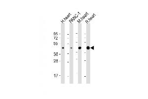 All lanes : Anti-WNT5A Antibody (Center) at 1:2000 dilution Lane 1: human heart lysate Lane 2: NC-1 whole cell lysate Lane 3: mouse heart lysate Lane 4: rat heart lysate Lysates/proteins at 20 μg per lane. (WNT5A antibody  (AA 185-213))