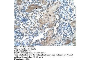 Human kidney (DLX2 antibody  (C-Term))