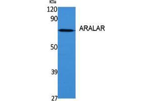 Western Blot (WB) analysis of specific cells using ARALAR Polyclonal Antibody. (SLC25A12 antibody  (Internal Region))