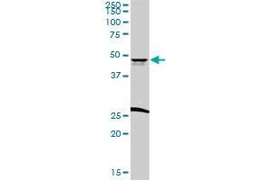 CD209 MaxPab rabbit polyclonal antibody. (DC-SIGN/CD209 antibody  (AA 1-404))