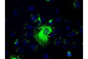 Anti-PROM2 mouse monoclonal antibody (ABIN2452584) immunofluorescent staining of COS7 cells transiently transfected by pCMV6-ENTRY PROM2 (RC211605). (Prominin 2 antibody)