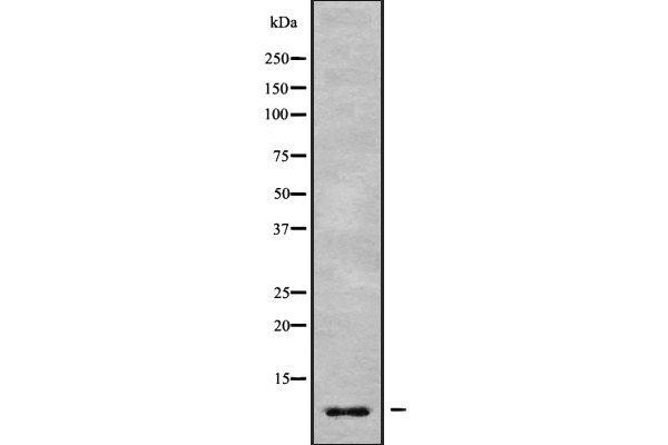 GNG7 antibody  (Internal Region)