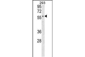 Western blot analysis in 293 cell line lysates (35ug/lane). (MBOAT2 antibody  (AA 198-227))