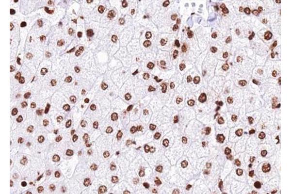 USP36 antibody