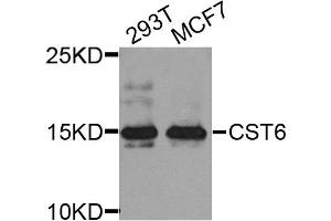 Western blot analysis of extract of various cells, using CST6 antibody. (CST6 antibody)