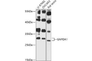 Western blot analysis of extracts of various cell lines, using GNPD antibody (3717) at 1:3000 dilution. (GNPDA1 antibody  (AA 1-70))