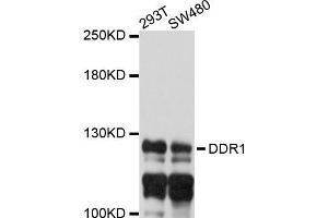 Western blot analysis of extracts of 293T and SW480 cells, using DDR1 antibody.