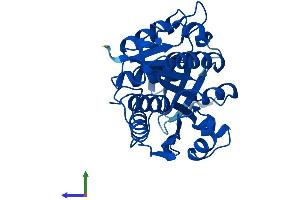 AlphaFold protein structure predicition of Mouse Recombinant Khk Protein, UniprotID P97328 (Ketohexokinase Protein (KHK) (AA 1-298) (His tag))