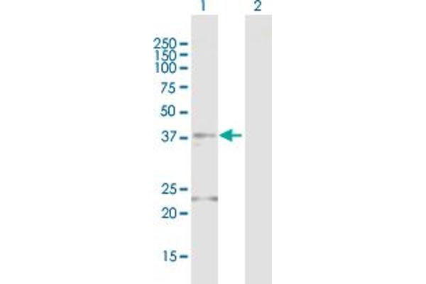 FOSB antibody  (AA 1-289)