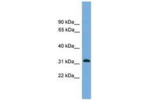 Image no. 1 for anti-Mitochondrial Ribosomal Protein S2 (MRPS2) (C-Term) antibody (ABIN6745621)