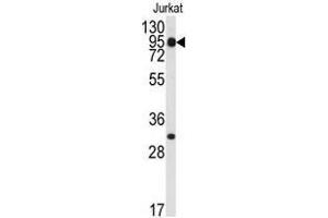 Image no. 1 for anti-Signal Transducer and Activator of Transcription 5B (STAT5B) (C-Term) antibody (ABIN357079) (STAT5B antibody  (C-Term))