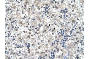Image no. 1 for anti-Reticulon 2 (RTN2) (N-Term) antibody (ABIN321128) (Reticulon 2 antibody  (N-Term))