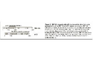 Image no. 3 for anti-Zinc Finger Protein 148 (ZNF148) antibody (ABIN117932) (ZNF148 antibody)