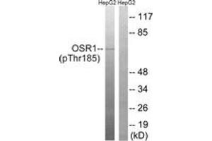 Western blot analysis of extracts from HepG2 cells treated with serum 20% 15', using OSR1 (Phospho-Thr185) Antibody. (OSR1 antibody  (pThr185))