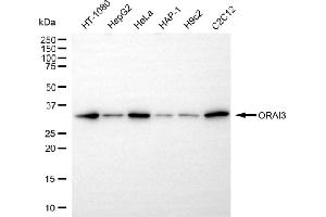 anti-ORAI Calcium Release-Activated Calcium Modulator 3 (ORAI3) antibody