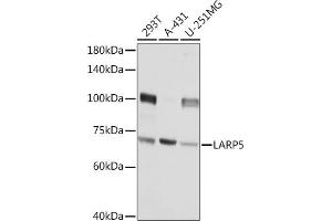 Western blot analysis of extracts of various cell lines, using L Rabbit pAb (ABIN6133432, ABIN6143094, ABIN6143095 and ABIN6216932) at 1:3000 dilution.