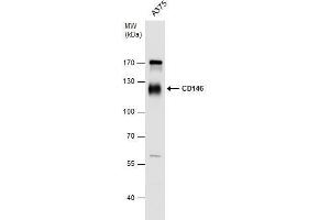 WB Image CD146 antibody detects CD146 protein by western blot analysis. (MCAM antibody  (N-Term))