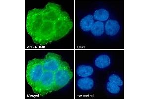 Immunofluorescence (IF) image for anti-Numb Homolog (NUMB) (C-Term) antibody (ABIN184679)