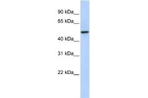 WB Suggested Anti-PDZK1 Antibody Titration:  0. (PDZK1 antibody  (N-Term))