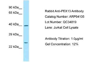 Western Blotting (WB) image for anti-Peroxisomal Biogenesis Factor 13 (PEX13) (C-Term) antibody (ABIN2789732) (PEX13 antibody  (C-Term))