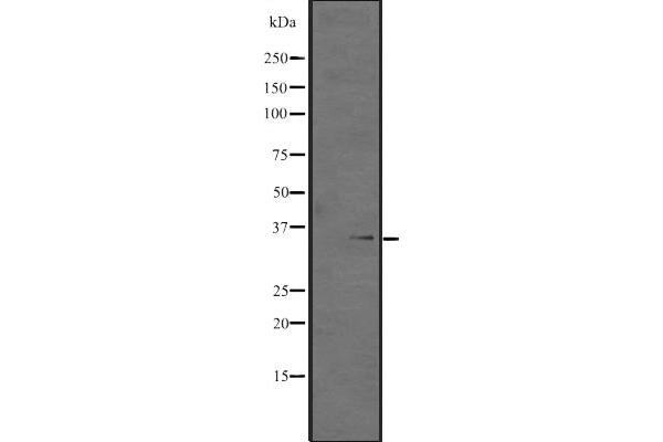 HEXIM2 antibody  (Internal Region)