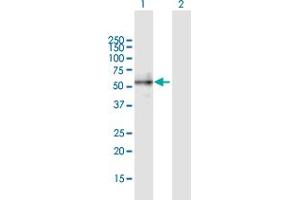 Western Blot analysis of BMP2 expression in transfected 293T cell line by BMP2 MaxPab polyclonal antibody. (BMP2 antibody  (AA 1-396))
