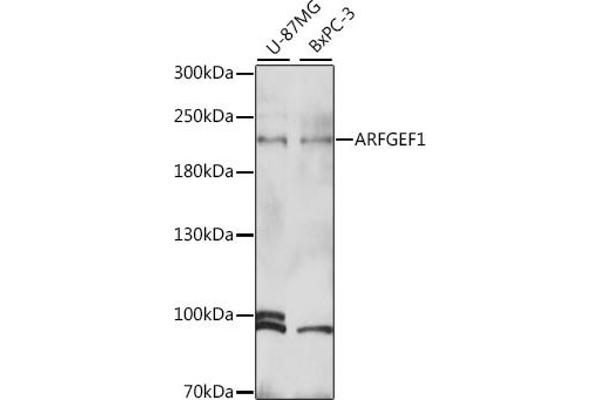 ARFGEF1 antibody  (AA 220-420)